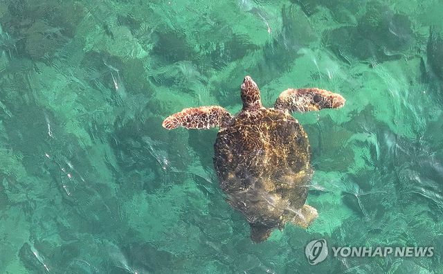 제주 조천 바다에서 발견된 바다거북