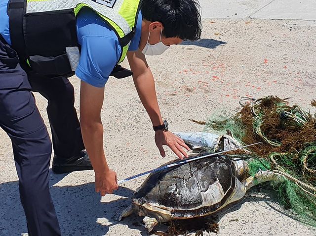 폐그물에 걸린 멸종위기 푸른바다거북 사체 발견