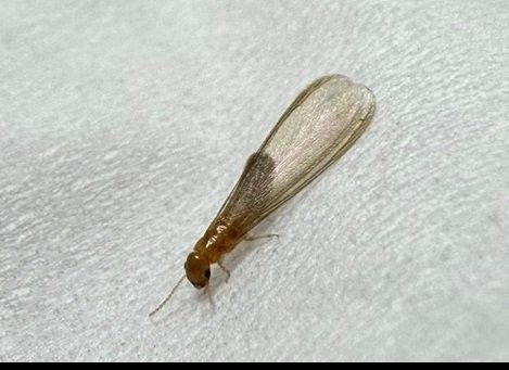 서울 강남 주택서 발견 흰개미…마른나무 갉아먹는 외래종 확인