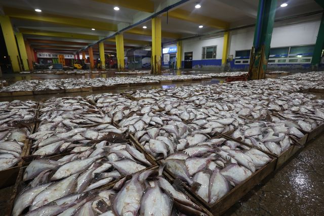 방어진 위판장에서 분류 작업을 마친 용가자미