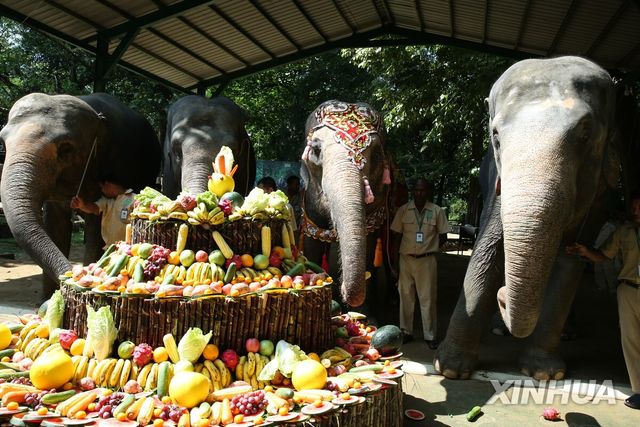 2024년 11월 미얀마 동물원서 열린 코끼리의 71세 생일파티