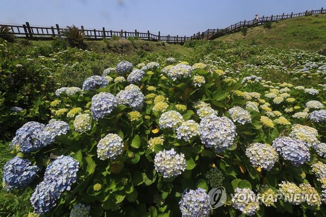 제주 송악산 수국 군락
