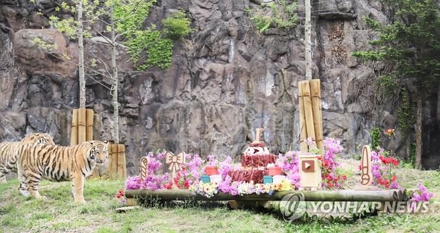 서울대공원에서 열린 시베리아 호랑이 삼둥이 돌잔치