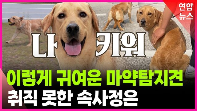[영상] 사람 무서운 마약탐지견 '미로'…특별한 훈련 방법은? - 2