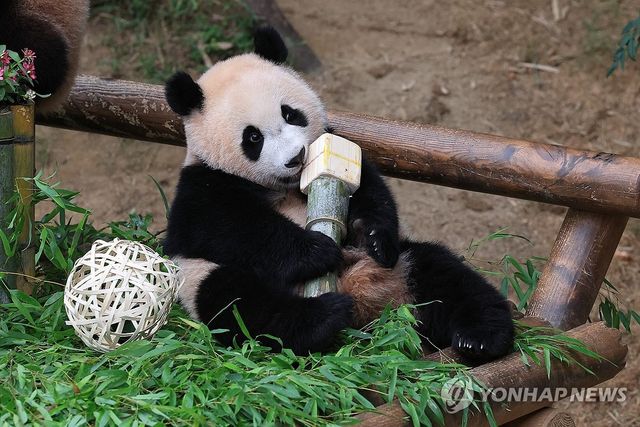 돌잡이서 대나무 마이크 잡은 후이바오
