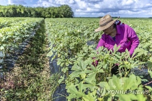 미국 플로리다의 농장에서 일하는 이민자