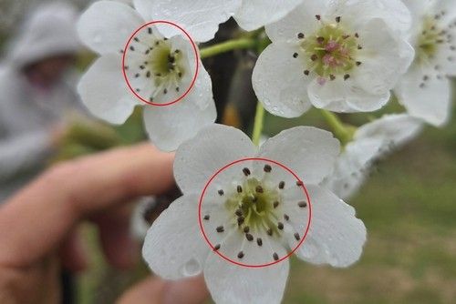 냉해로 검게 변한 배꽃(붉은색 원)