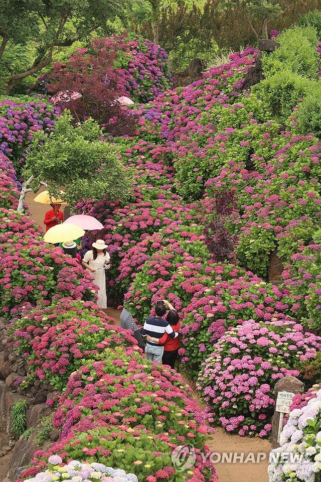 제주, 이른 장마 시작