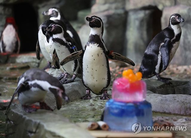 나이는 많아도 위풍당당한 걸음의 적적이