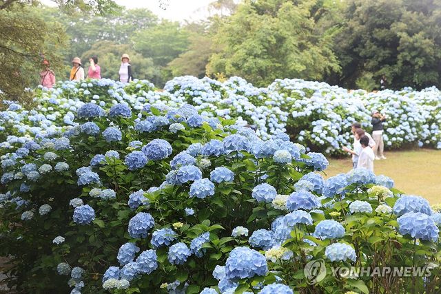 수국 활짝 핀 초여름 제주