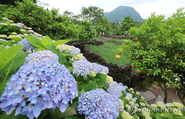 노지수국의 계절이 왔다