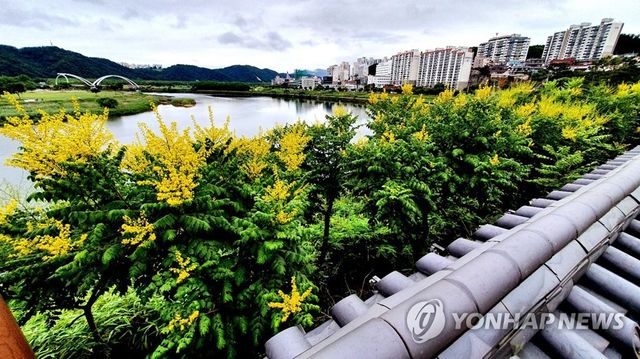 울산 태화루 절벽 앞 모감주나무꽃