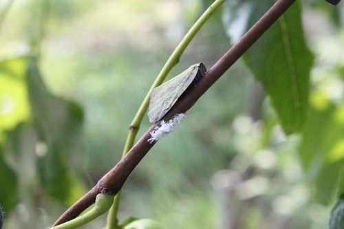 갈색날개매미충