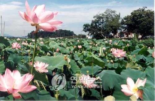 피향정 연꽃 