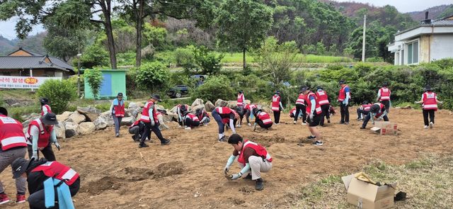 산불 피해지역에서 봉사단이 수목을 심고 있는 모습