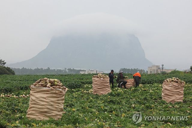 장맛비 속 무 수확