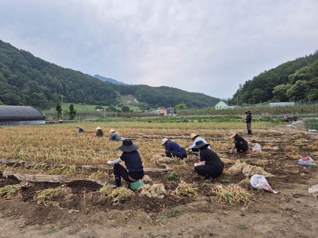 마늘 수확하는 농민들