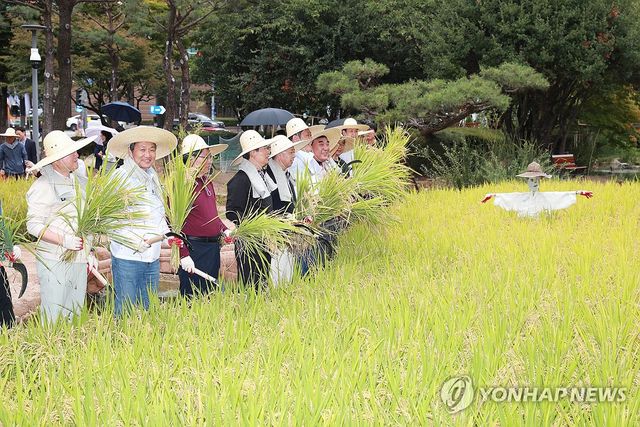 울산시청 마당에서 열린 벼 베기 행사