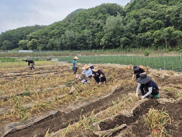 마늘 수확하는 농민들