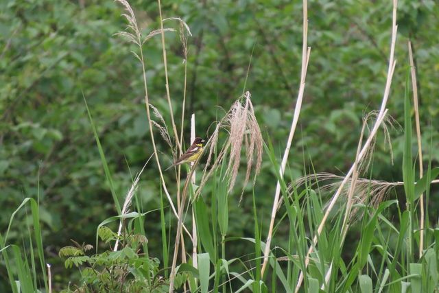 울산제일고 이승현 학생이 촬영한 검은머리촉새
