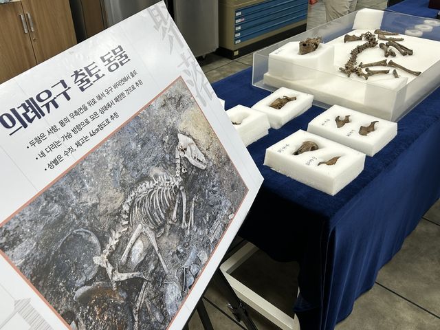 경주 월성에서 발견된 개 뼈 