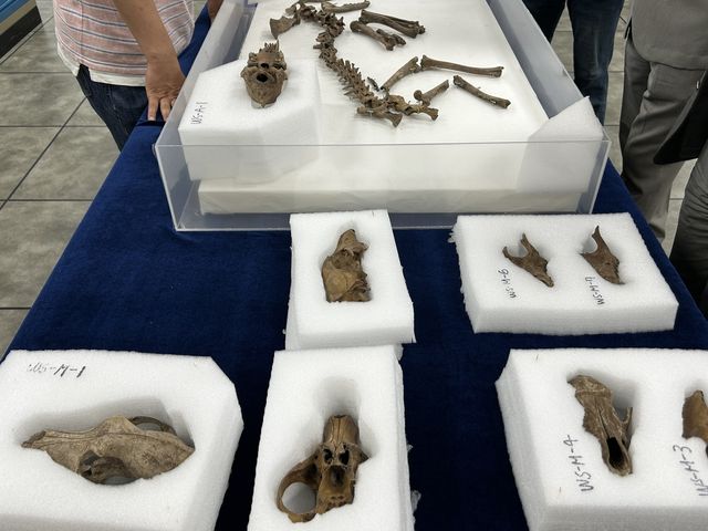 경주 월성에서 발견된 개 뼈 