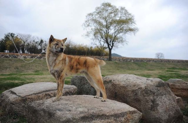 천연기념물 '경주개 동경이' 호구