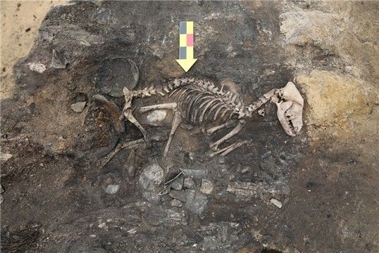 경주 월성 남성벽 부근에서 발견된 개 모습 