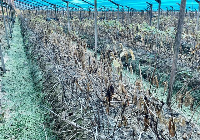 인삼 고온 피해