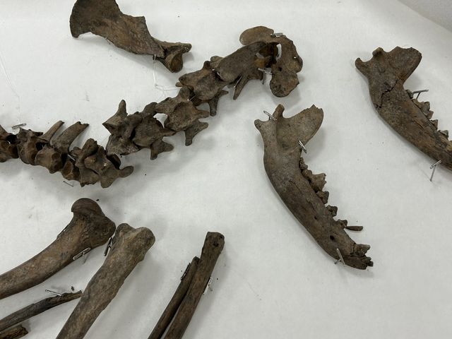 경주 월성에서 발견된 개 뼈 
