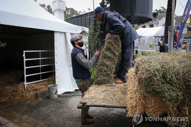 건초 옮기는 우루과이 농부