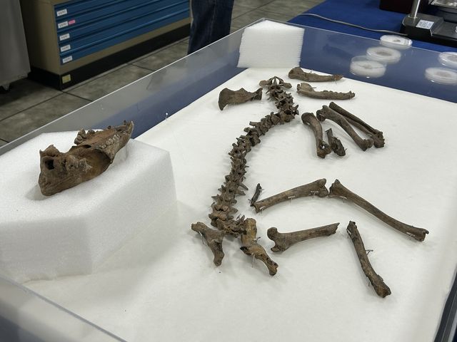 경주 월성 남성벽 출토 개 뼈 