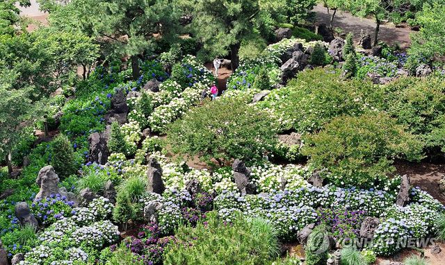 제주 수국은 지금이 절정