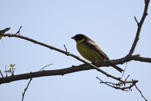 울산제일고 이승현 학생이 촬영한 검은머리촉새