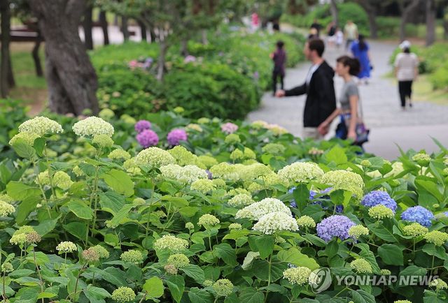 여름의 전령 수국