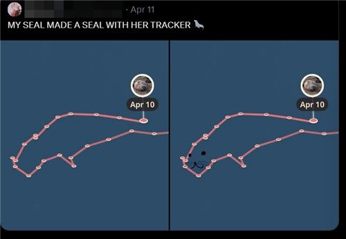 "내 바다사자가 바다 위에서 바다사자를 만들었어"
