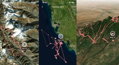 눈표범·돌고래·사자의 이동경로