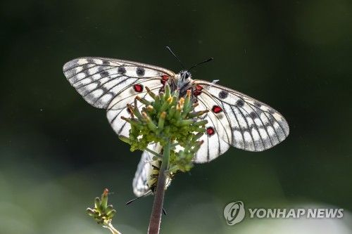 붉은점모시나비. [조용철 작가 제공]