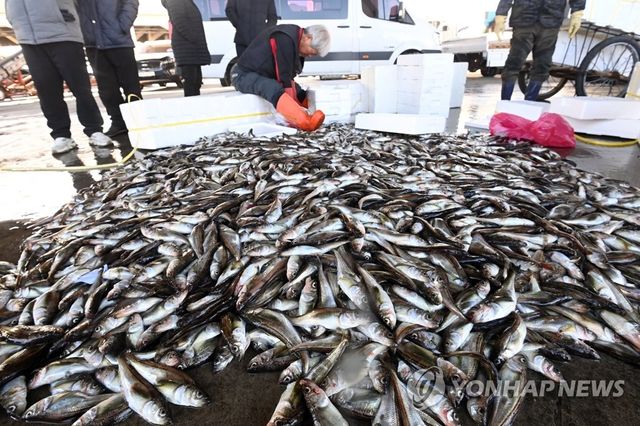 강릉 주문진항의 도루묵