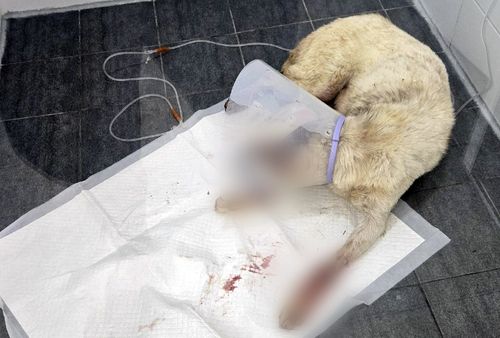 동물병원에서 치료 받고 있는 진돗개