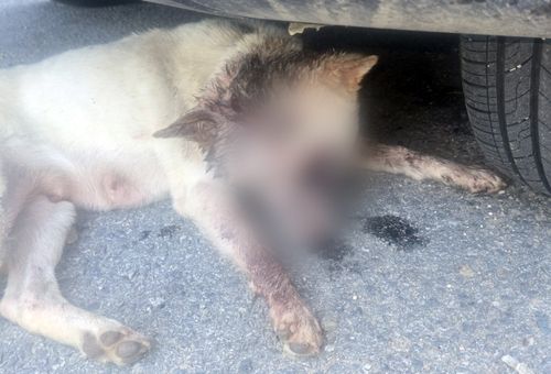 발견 당시 피를 흘리고 있는 진돗개