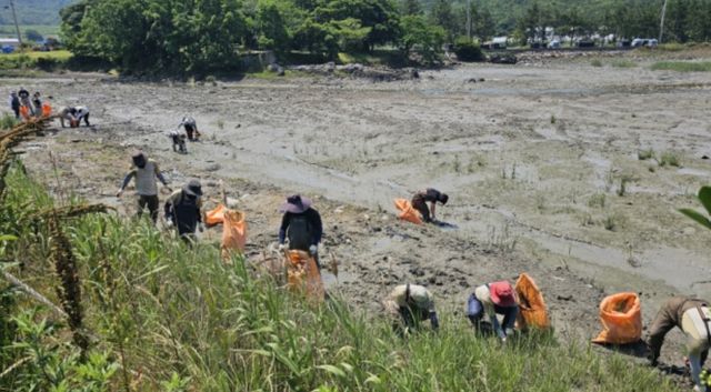  갯줄풀　제거 작업