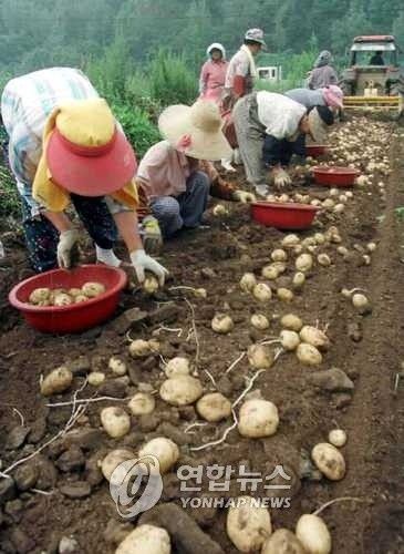 장마대비, 막바지 여름감자 수확