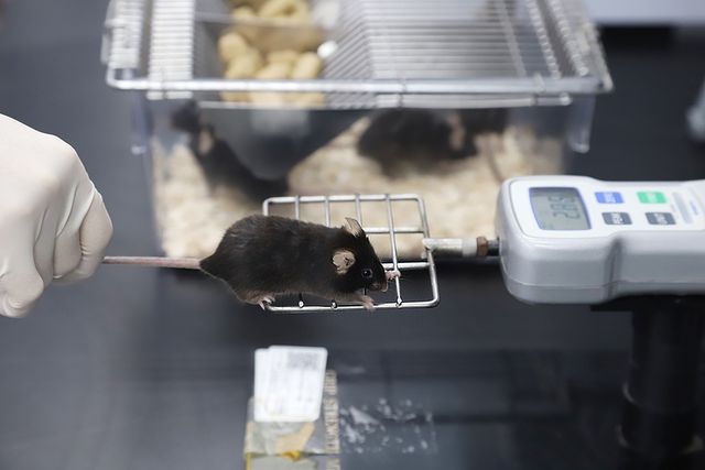 실험 쥐의 근육 힘 측정
