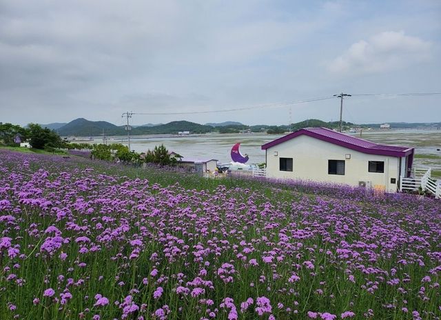 활짝 핀 버들마편초꽃 