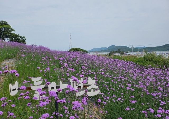 보랏빛으로 물든 퍼플섬