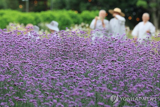 버들마편초 활짝 핀 제주