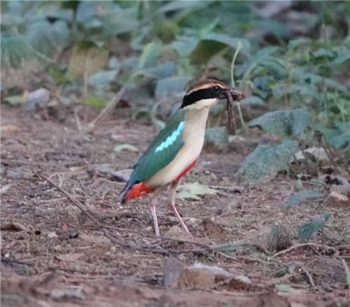 광주 북구 한새봉서 발견된 팔색조