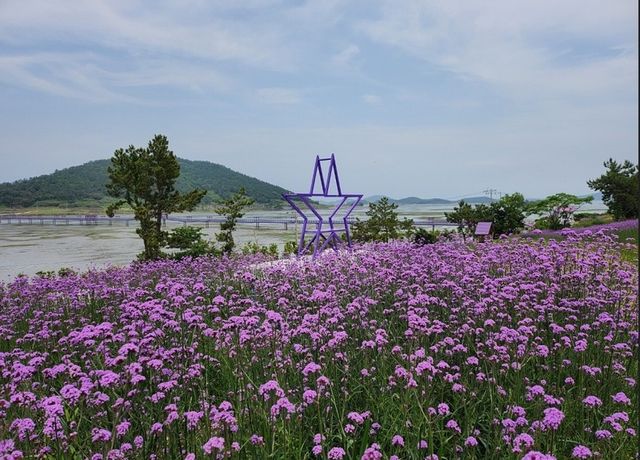 '보라색 성지' 퍼플섬에 핀 버들마편초꽃