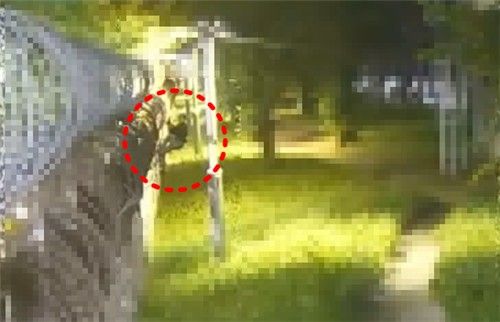 월담 시도 모습